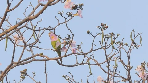 Parrot eating flower on tree. Video stock 122393284