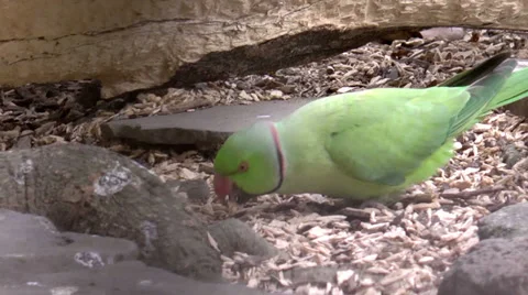 Parrot eating 스톡 동영상 34514410