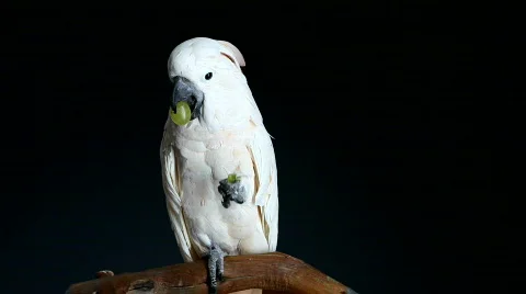 Parrot Eating a Grape 動画素材 303292