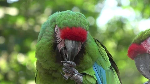 Parrot Eating Nut Vídeo Stock 139294915
