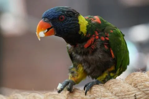 Parrot eating Stock Photos