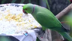 parrot eating rice