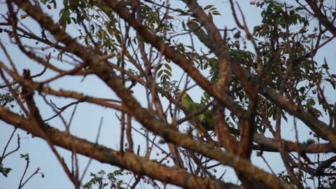 Parrot eating seed Video stock 170951178