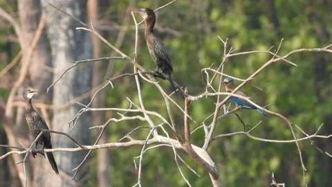 Parrot eating seeds in tree . Stock Footage 153263099