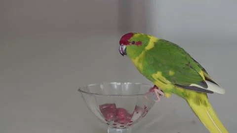 A parrot eats berries Video stock 234007365