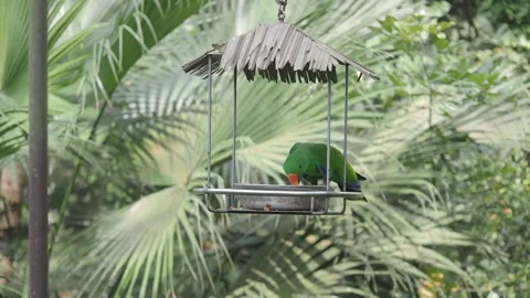 Parrot eats food in a bird feeder in the garden Stock Footage 327516938