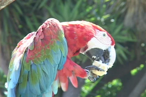 A parrot eats from his claw. Stock Footage 437495