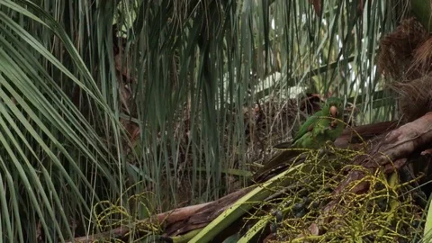 Parrot eats a little coconut from a tree and flies away Stock Footage 128317331
