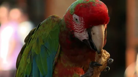 Parrot eats a piece of bacon Stock Footage 169916285