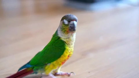 Parrot eats pine nuts. Close up video of green-cheeked conure or parakeet. Stockbeeldmateriaal 229623623