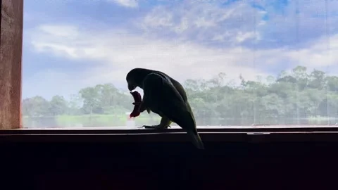 Parrot Eats a Sausage in a Cabin 스톡 동영상 332087763