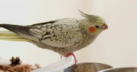 Parrot eats seeds from a bowl Stock Footage 207374290