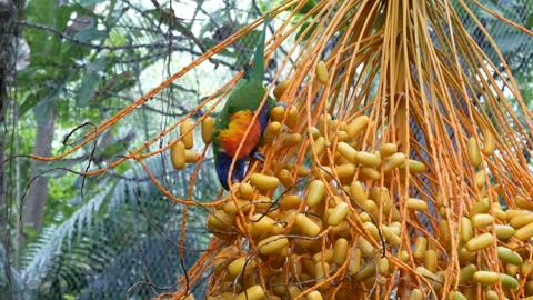 Parrot Eclectus eats the fruit of a tree in the forest in Loro Park, Tenerife Stock Footage 147120313