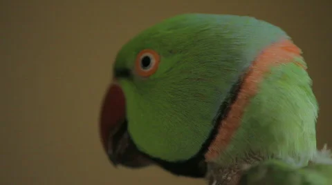 Parrot ECU Stock Footage 693888