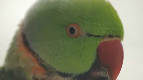 Parrot ECU Stock Footage 693942