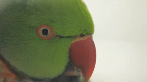 Parrot ECU Stock Footage 694044