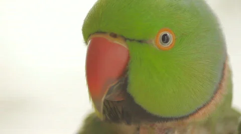 Parrot ECU Stock Footage 694514