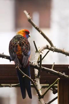 Parrot escaped from captivity in backyard Stock Photos