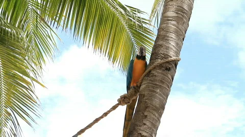 Parrot Exit Left Stock Footage 822145