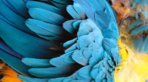 Parrot  Feather Stock Photos