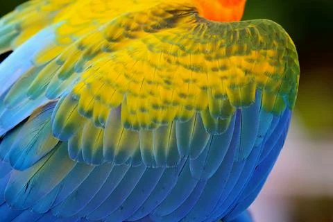 Parrot feather Stock Photos