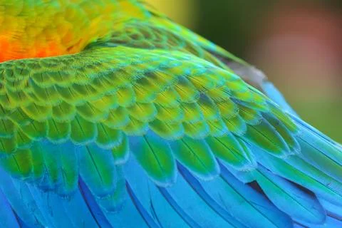 Parrot feather Stock Photos