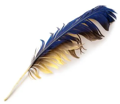 Parrot feather Foto stock