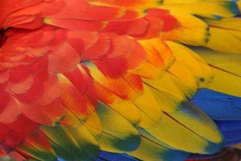 Parrot Feathers Stock Photos