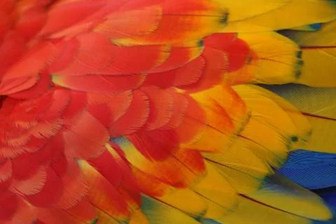 Parrot Feathers Stock Photos