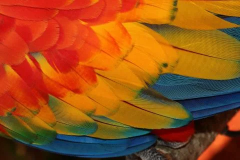 Parrot Feathers Stock Photos