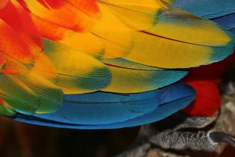 Parrot Feathers Stock Photos