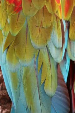 Parrot Feathers Stock Photos