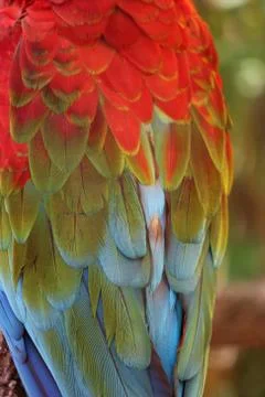 Parrot Feathers Stock Photos