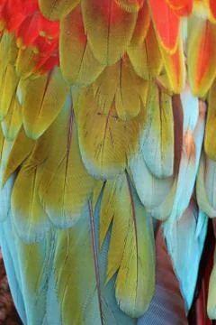 Parrot Feathers Stock Photos