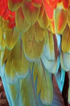 Parrot Feathers Stock Photos