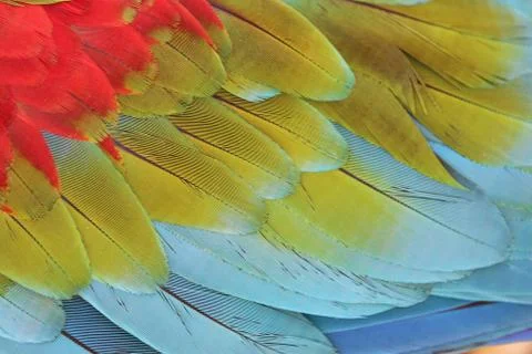 Parrot Feathers Stock Photos