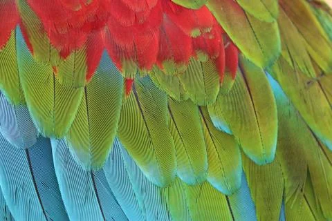 Parrot Feathers Stock Photos
