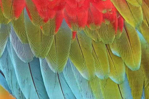 Parrot Feathers Stock Photos