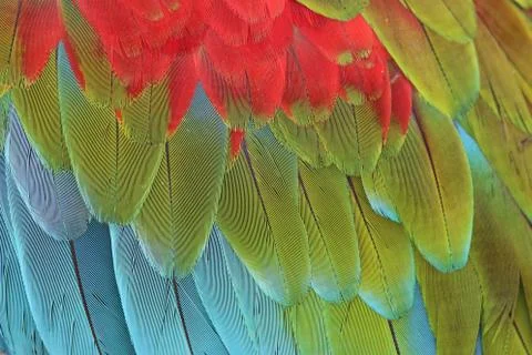 Parrot Feathers Foto stock