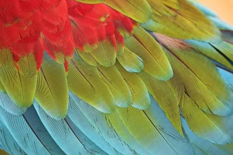 Parrot Feathers Stock Photos