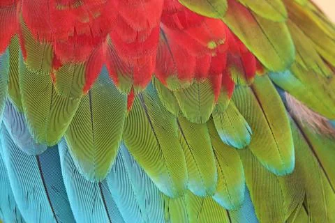 Parrot Feathers Foto stock