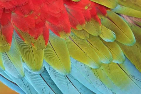 Parrot Feathers Foto stock