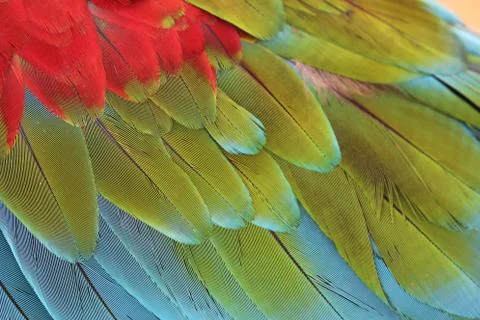 Parrot Feathers Stock Photos