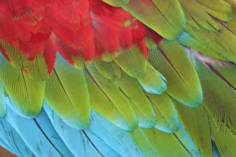 Parrot Feathers Stock Photos