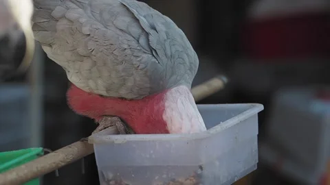 Parrot feeding at a backyard aviary during sunny afternoon Video stock 313371516