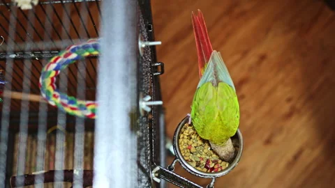 Parrot feeding from a bowl in a cage while sitting on a metal perch in a cozy Video stock 337910886