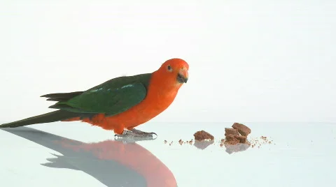 Parrot feeding on cake Vidéo 105922
