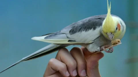 Parrot - Feeding At Hand - 02 - Grey Cockatiel Stock Footage
