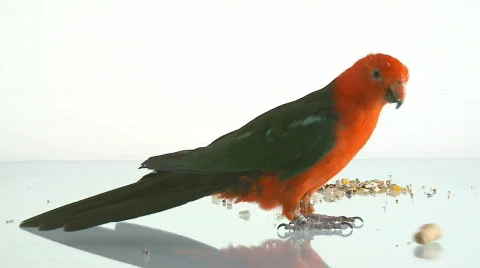Parrot feeding on nut Stock Footage 105929