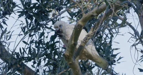 Parrot Feeding Olives On Tree Branch, 8K Video stock 333550305